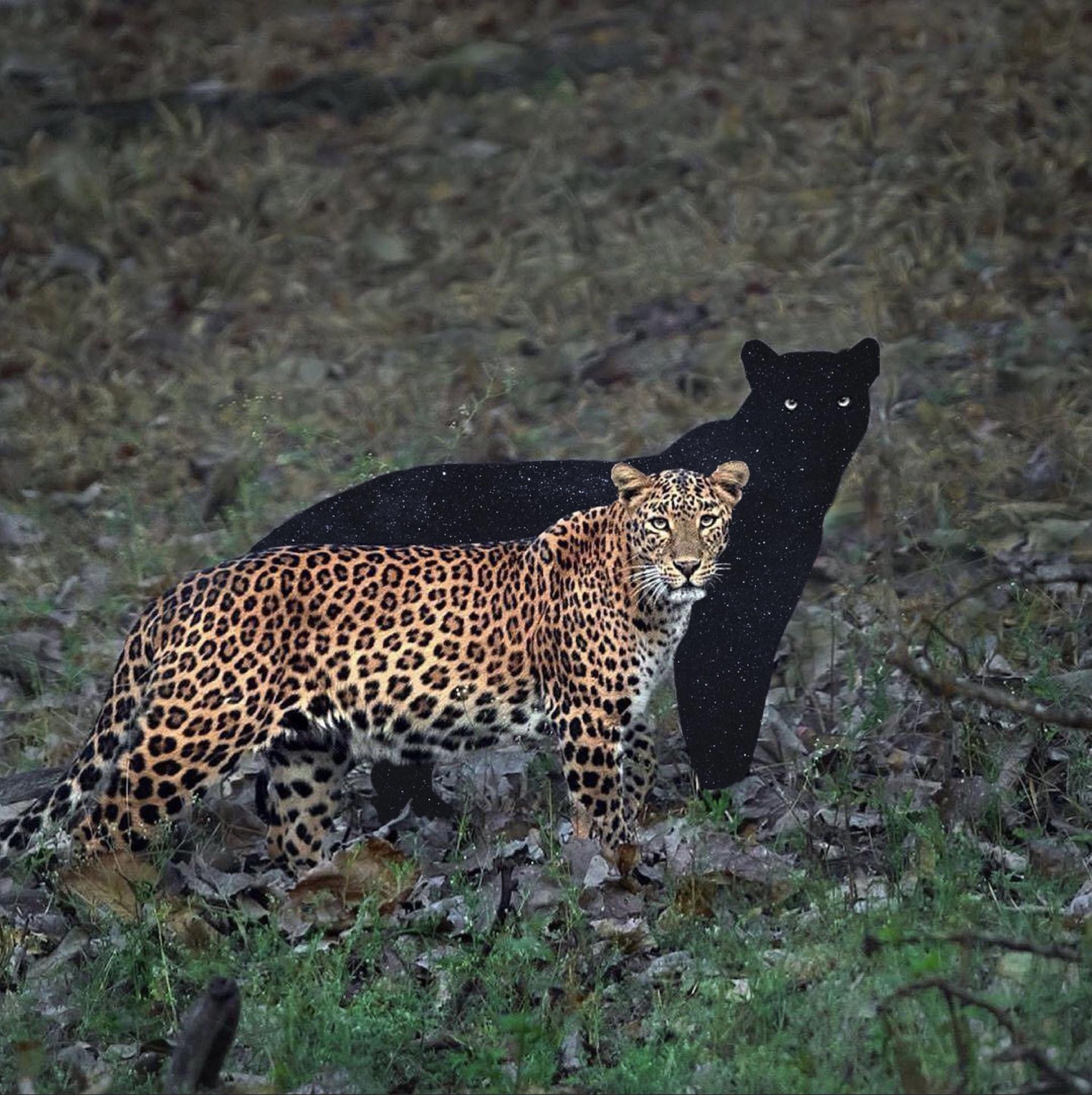 A leopard and a black leopard walking together in the Masai Mara