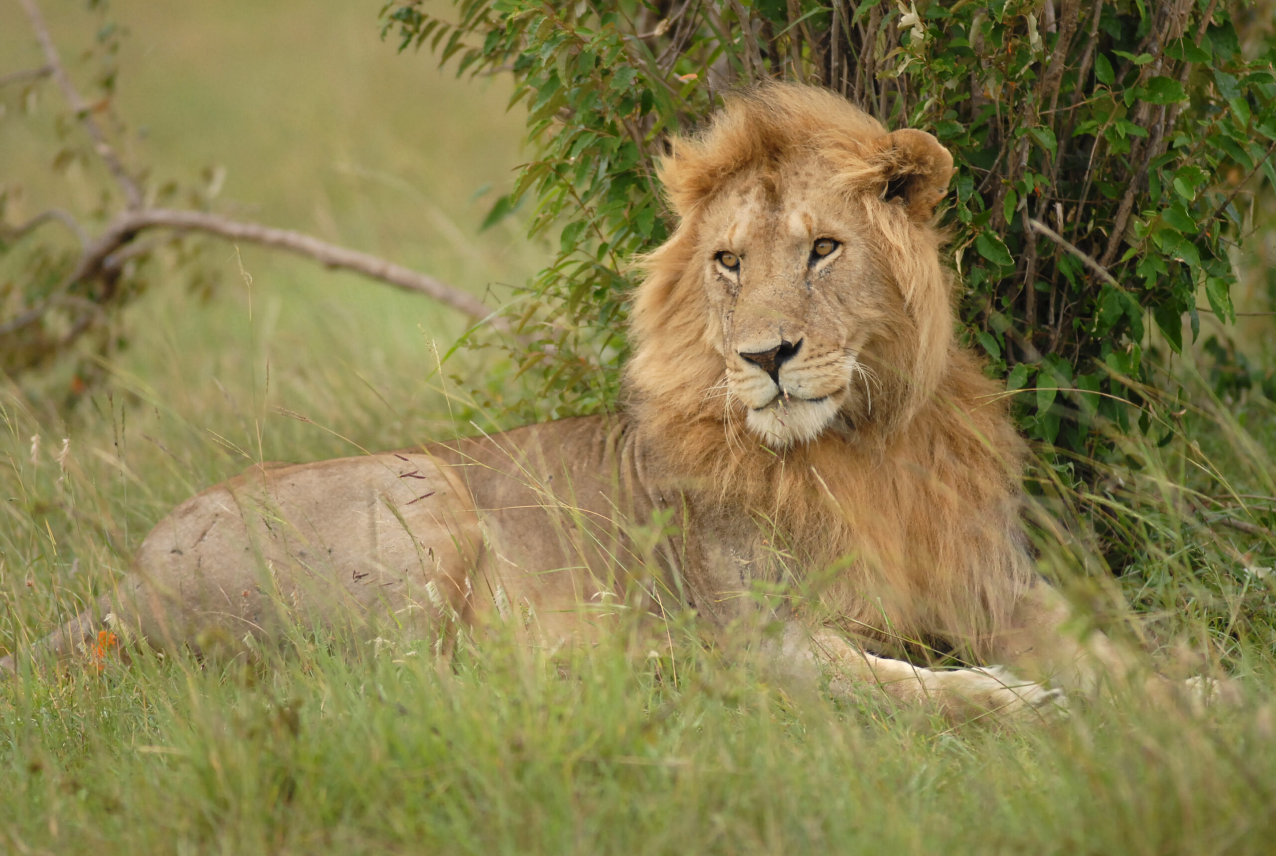 Close-up of a male lion resting in the Masai Mara