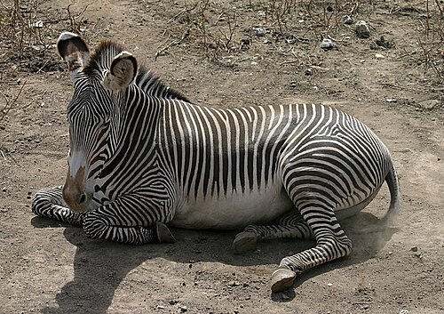 Zebra, one of the species you cycle among on a Hell's Gate cycling safari