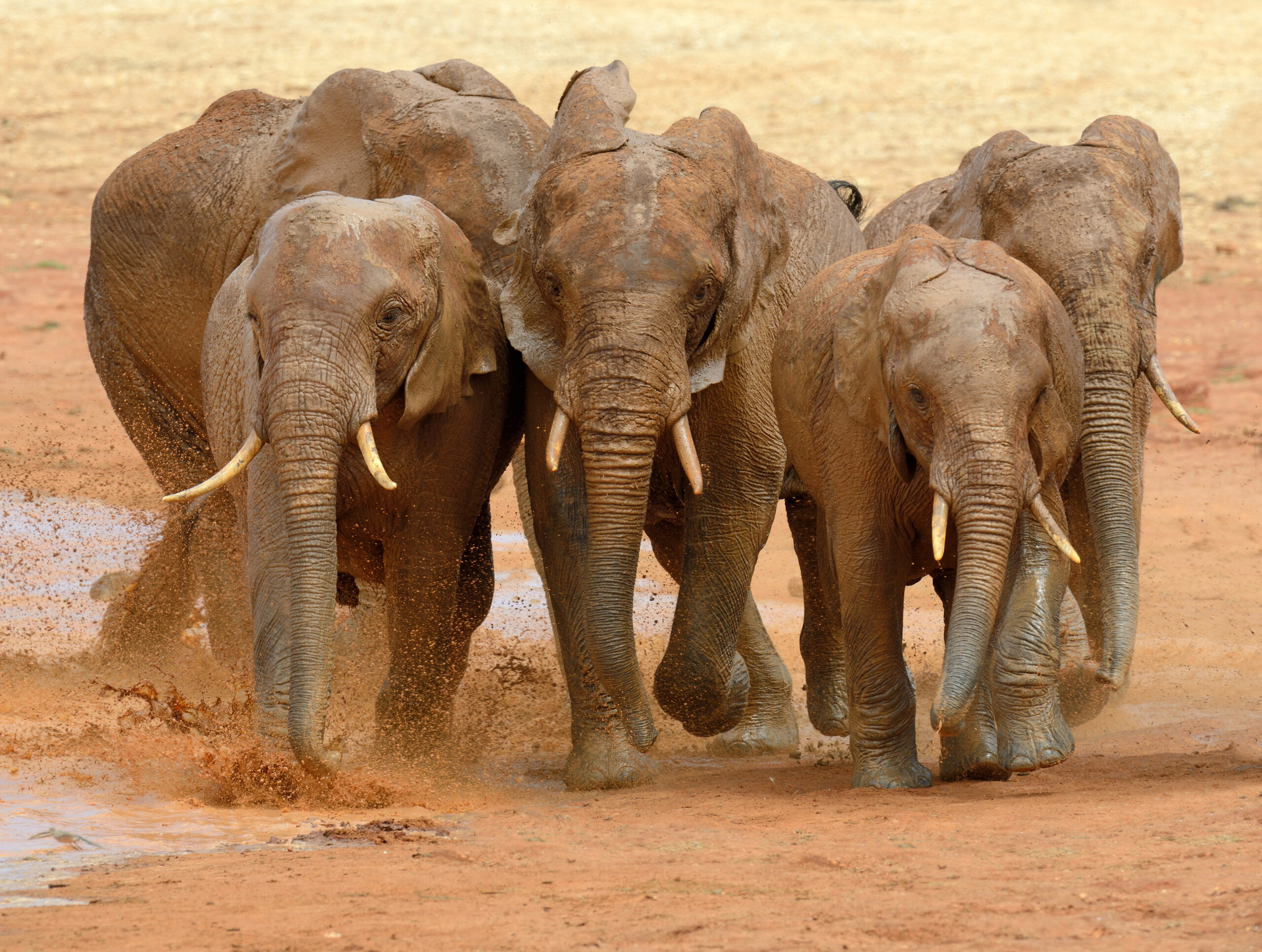 Elephant running in Tsavo National Park, Kenya
