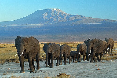Elephant herd against Mount Kilimanjaro in Amboseli
