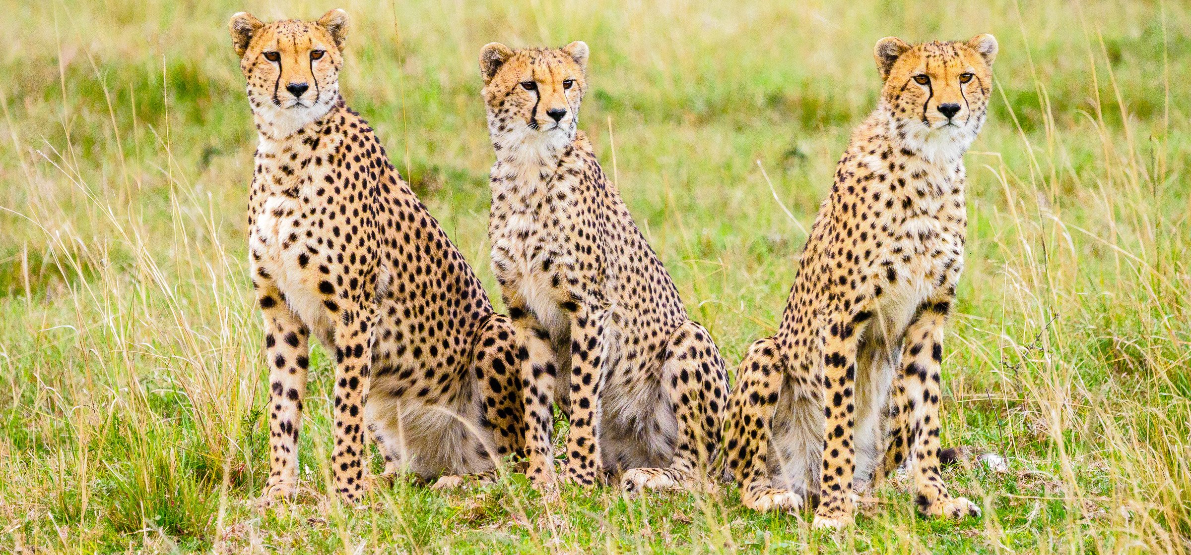 Cheetah spotted on a Masai Mara game drive