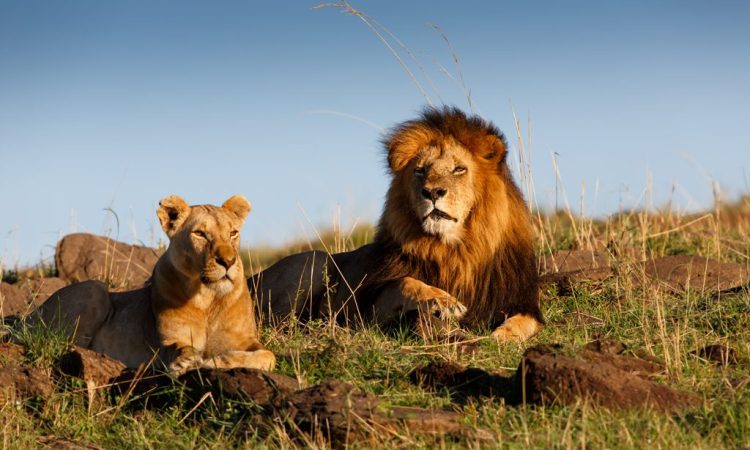 Lion resting during a Big Five game drive in the Masai Mara