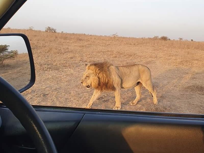 Lion seen in a safari vehicle side mirror in the Masai Mara