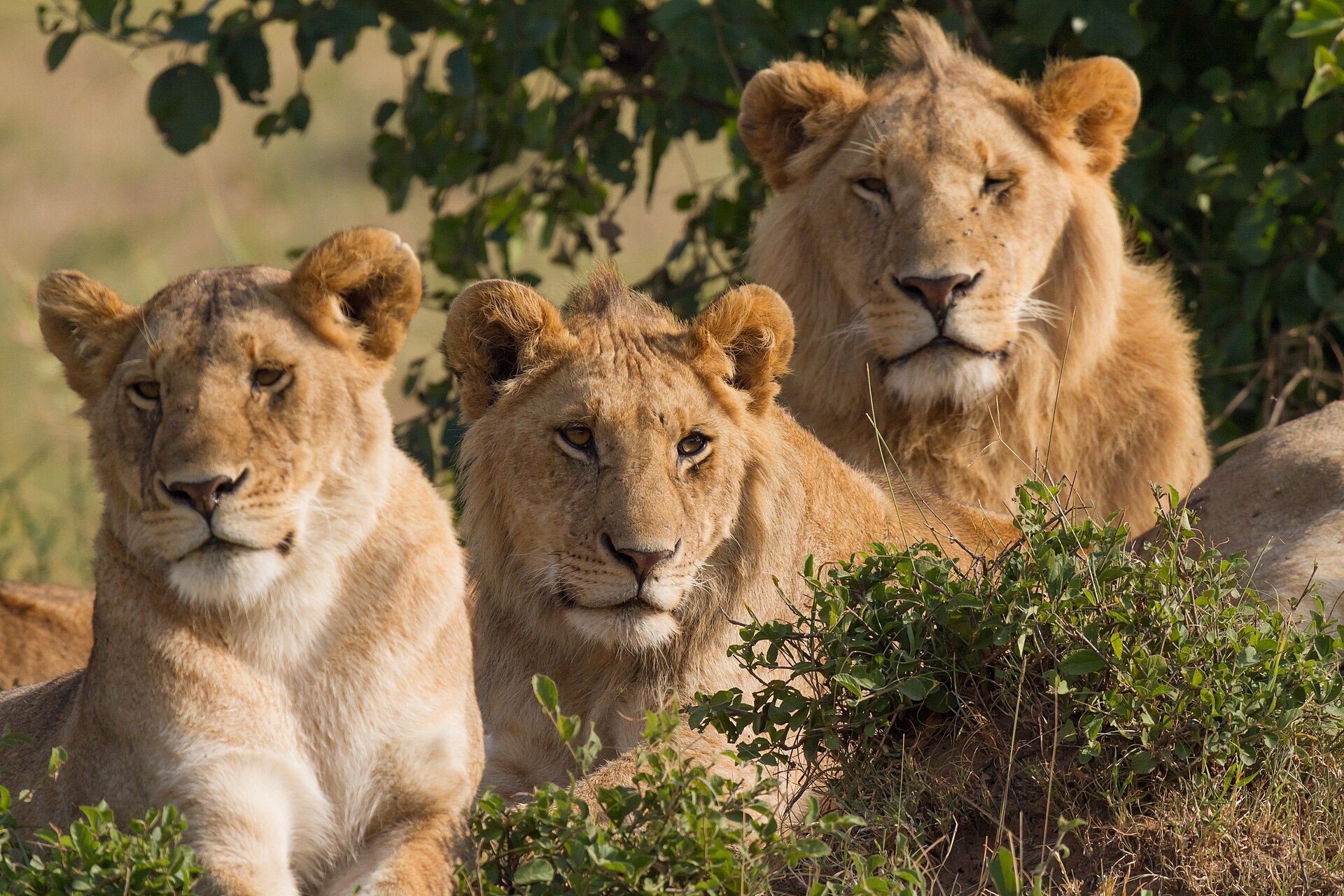 Lion in Masai Mara, Kenya