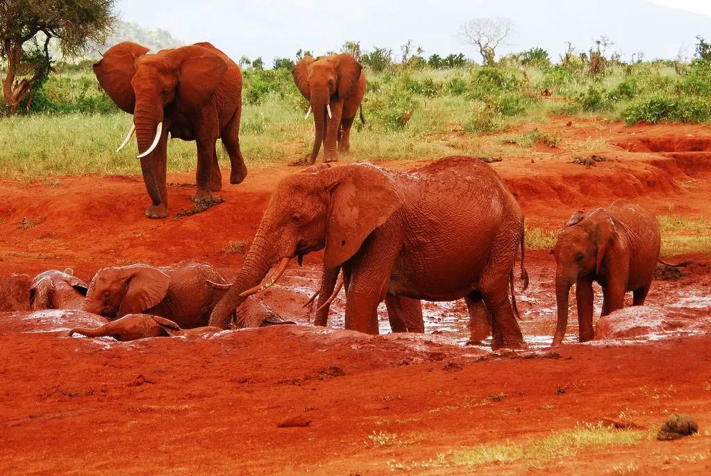 Red-dust elephant in Tsavo National Park
