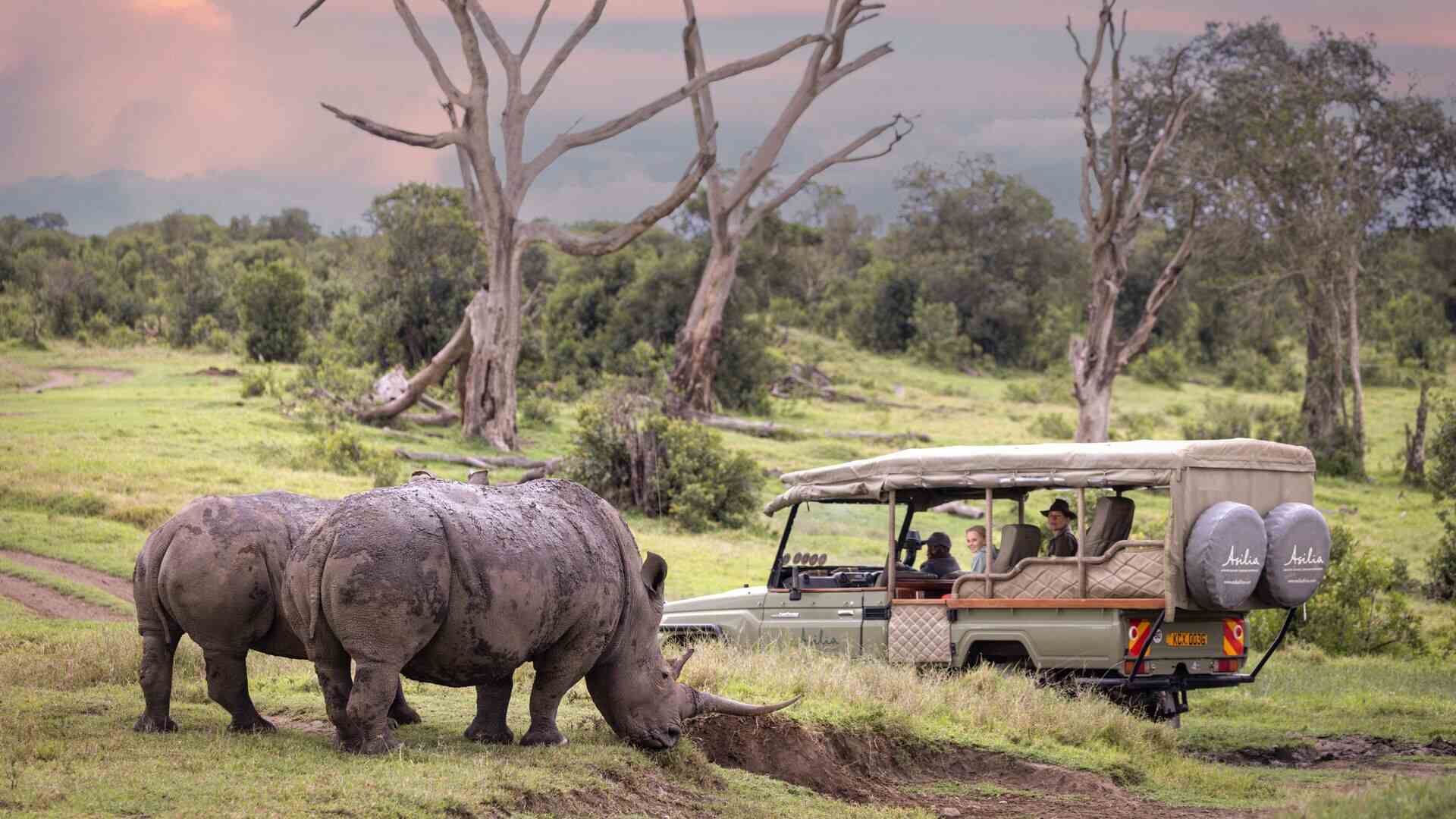 Close-up of a rhino at Ol Pejeta Conservancy