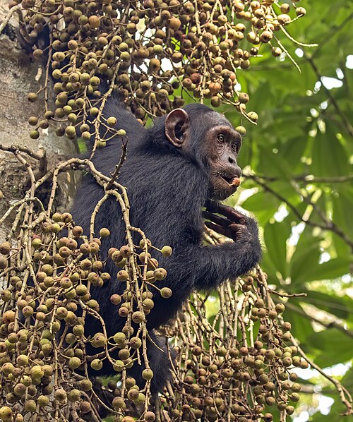 Rescued chimpanzee at a sanctuary similar to Sweetwaters, Ol Pejeta