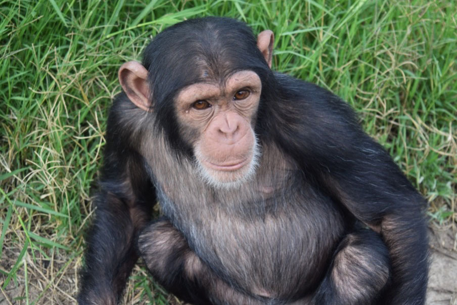 Chimpanzee at the Sweetwaters Chimpanzee Sanctuary