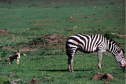 Zebra on open grassland, typical of Hell's Gate's walking safari routes