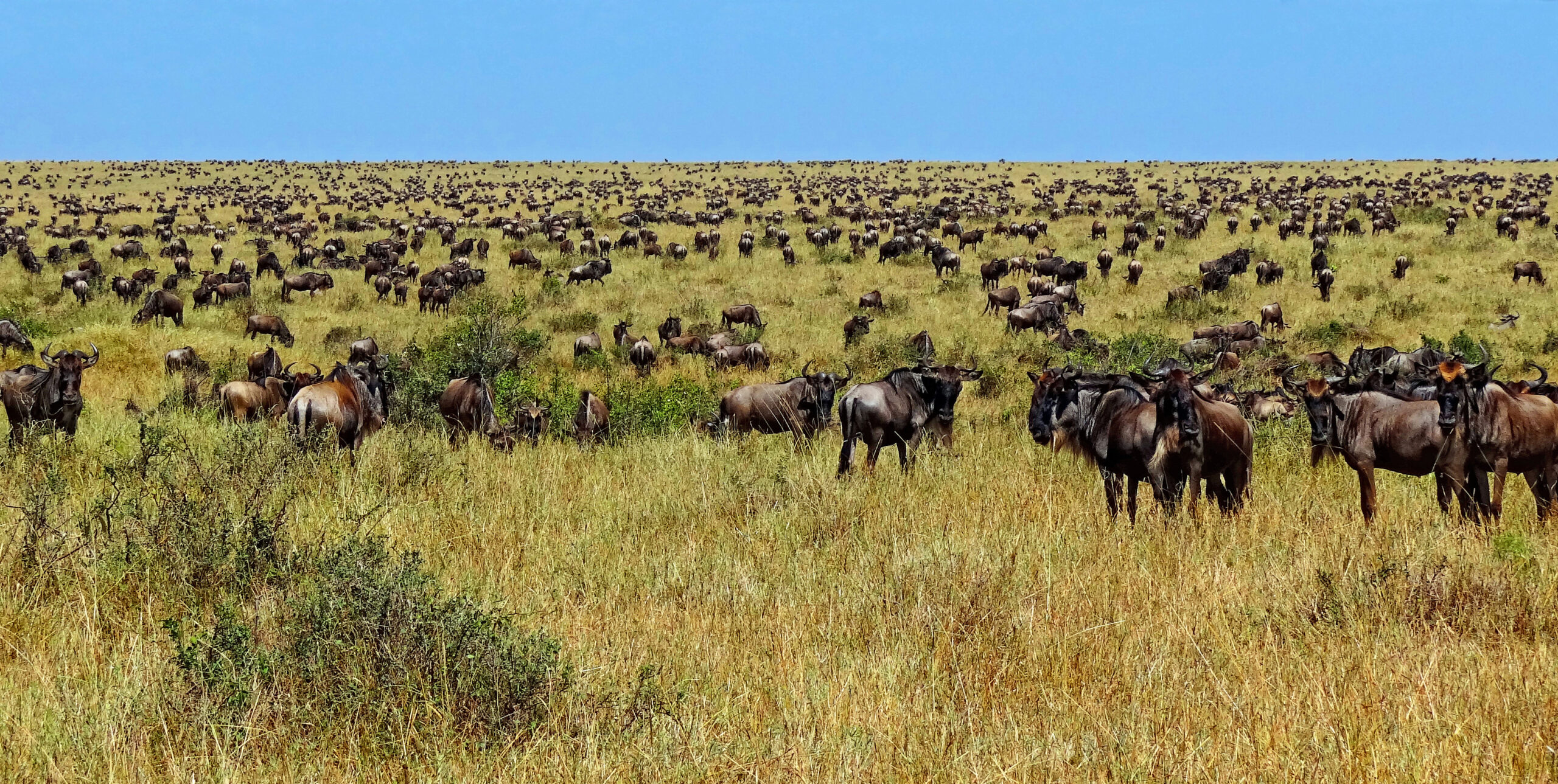 Wildebeest herd during the Great Migration in the Masai Mara