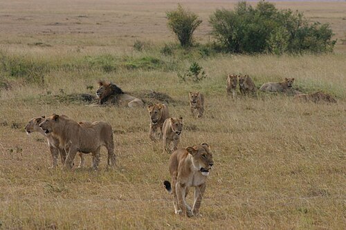 Lions resting on the plains, part of Hell's Gate's wildlife safari sightings