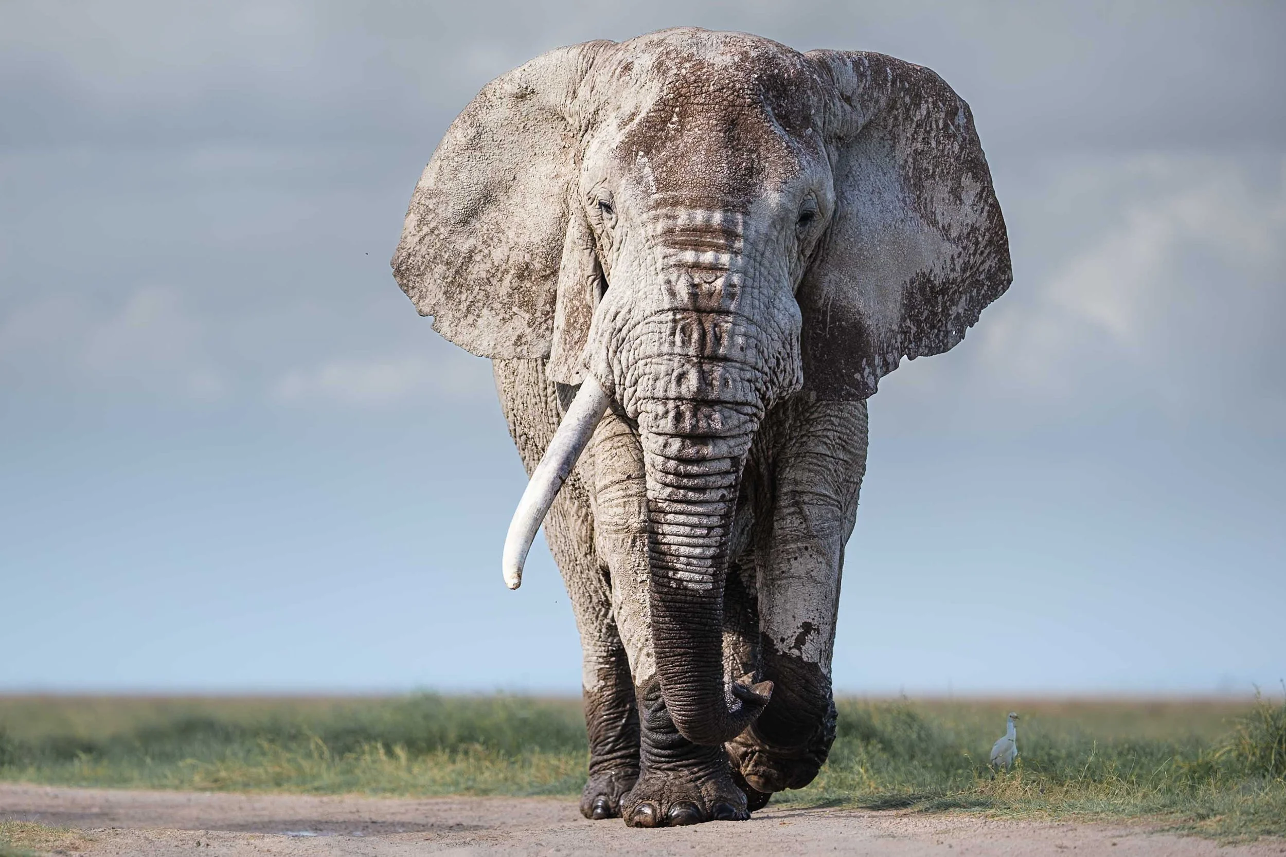 Close-up of an elephant in Amboseli National Park