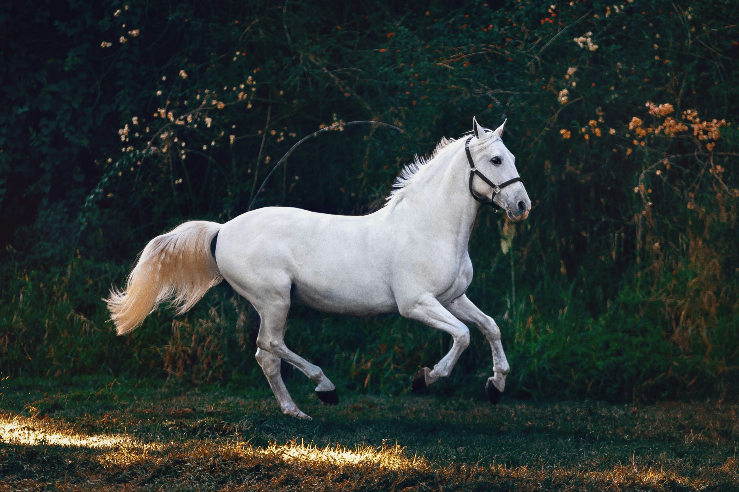 Horse riding on the Mount Kenya Safari Club estate