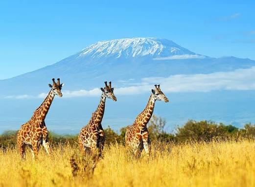 Giraffe walking across the Amboseli plains