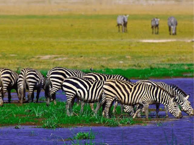 Wildlife gathered at an Amboseli swamp