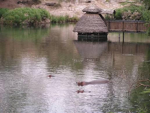 Clear water at Mzima Springs in Tsavo West