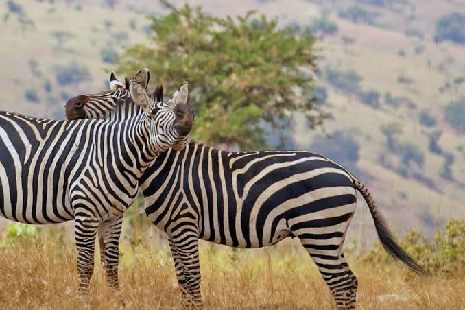 Cycling past zebra on a Hell's Gate cycling safari