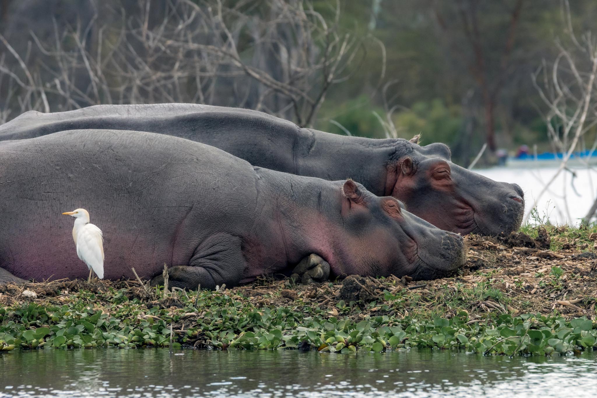 Hippos in the water at Lake Naivasha
