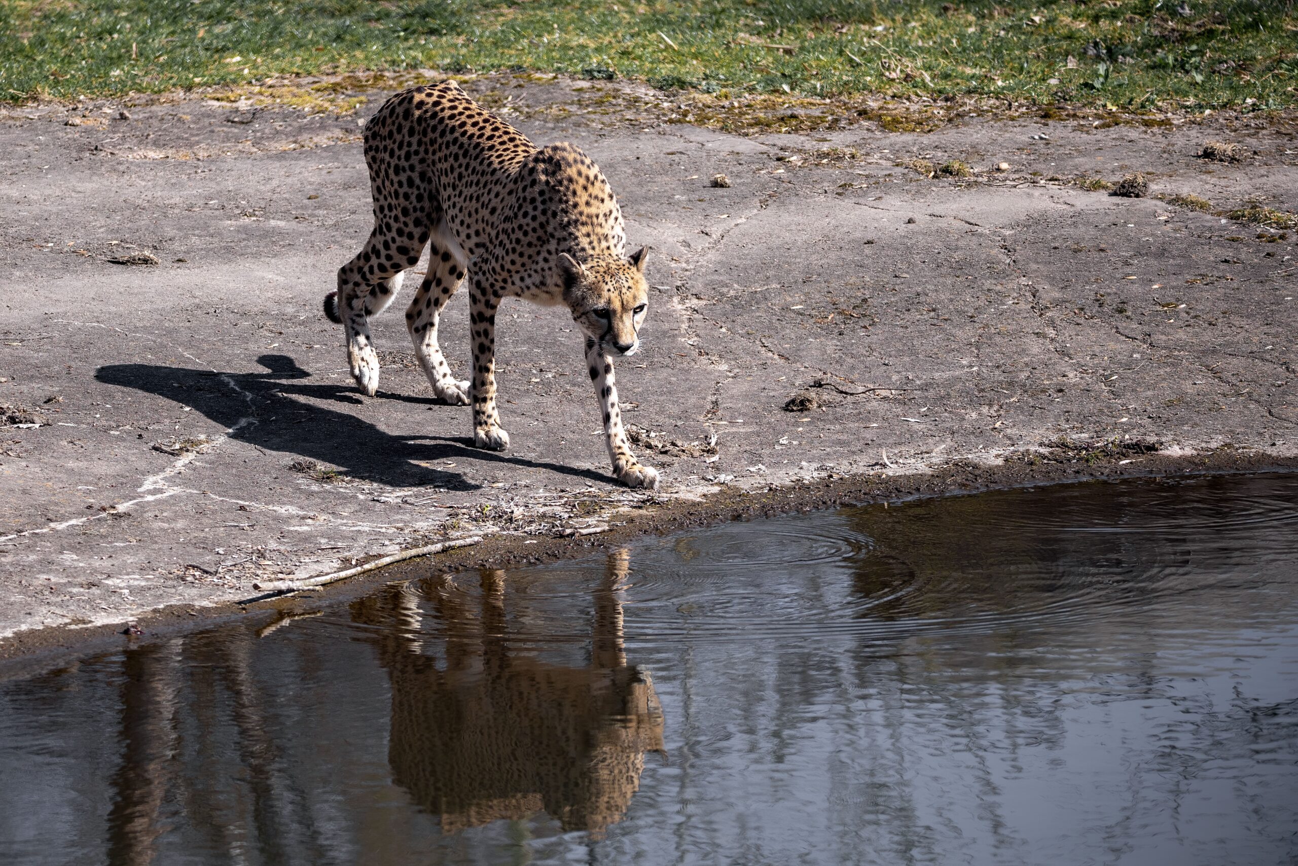 Cheetah drinking water with reflection in the Masai Mara