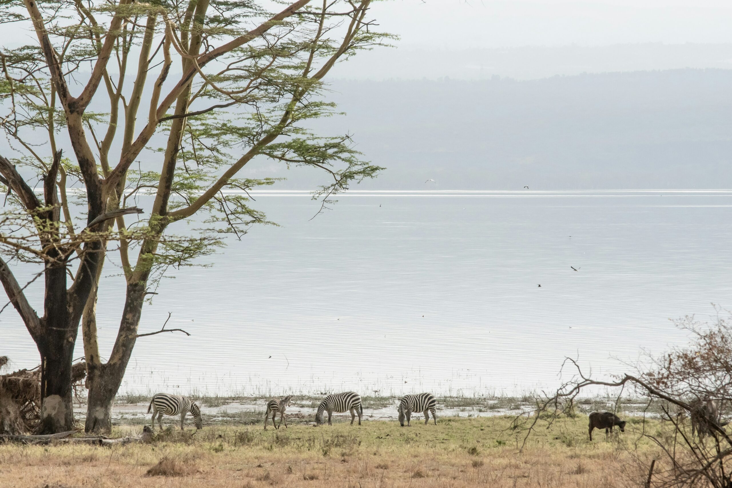 Zebra standing near the lake shore at Lake Nakuru National Park