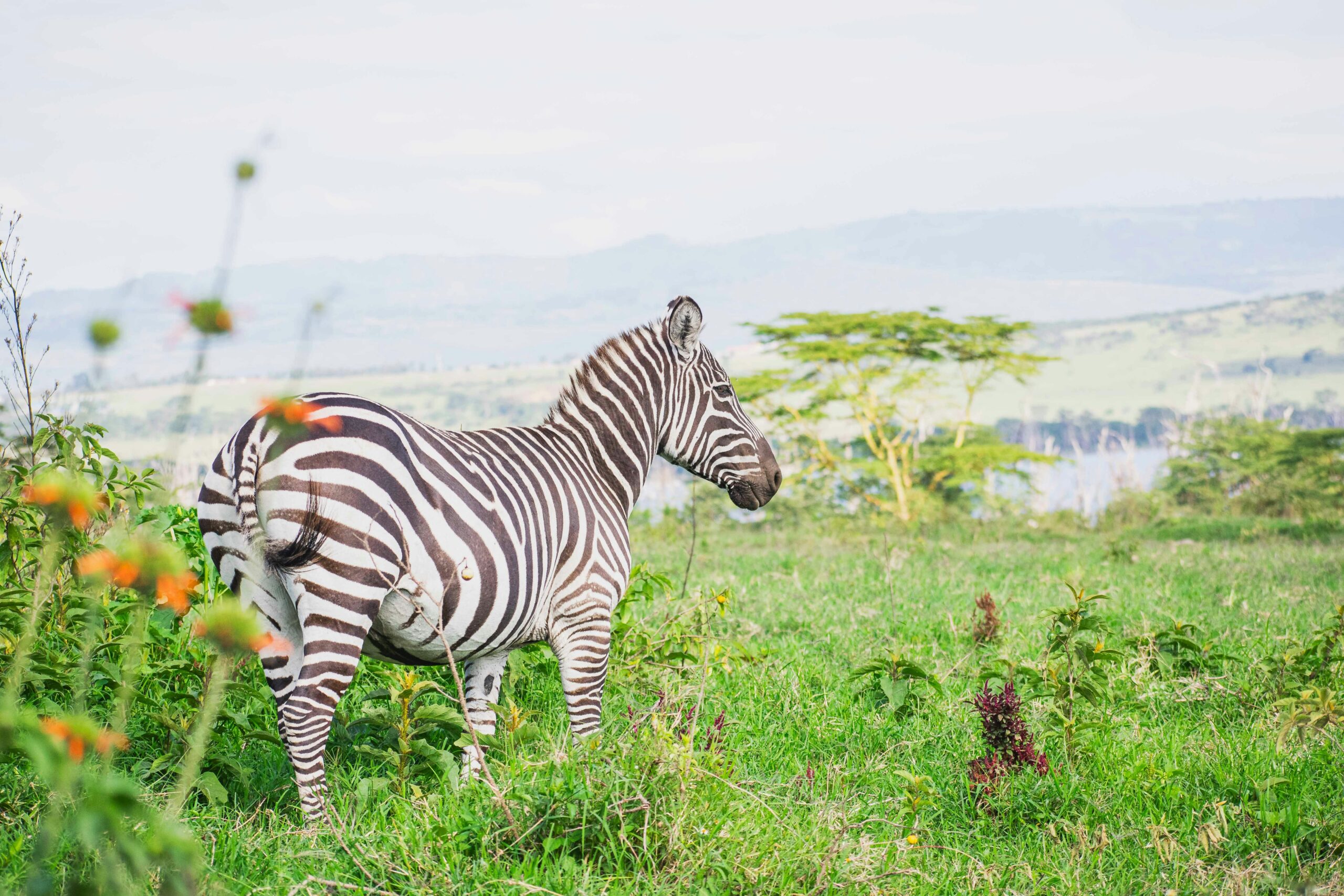Zebra with Rift Valley hills in the background at Lake Nakuru