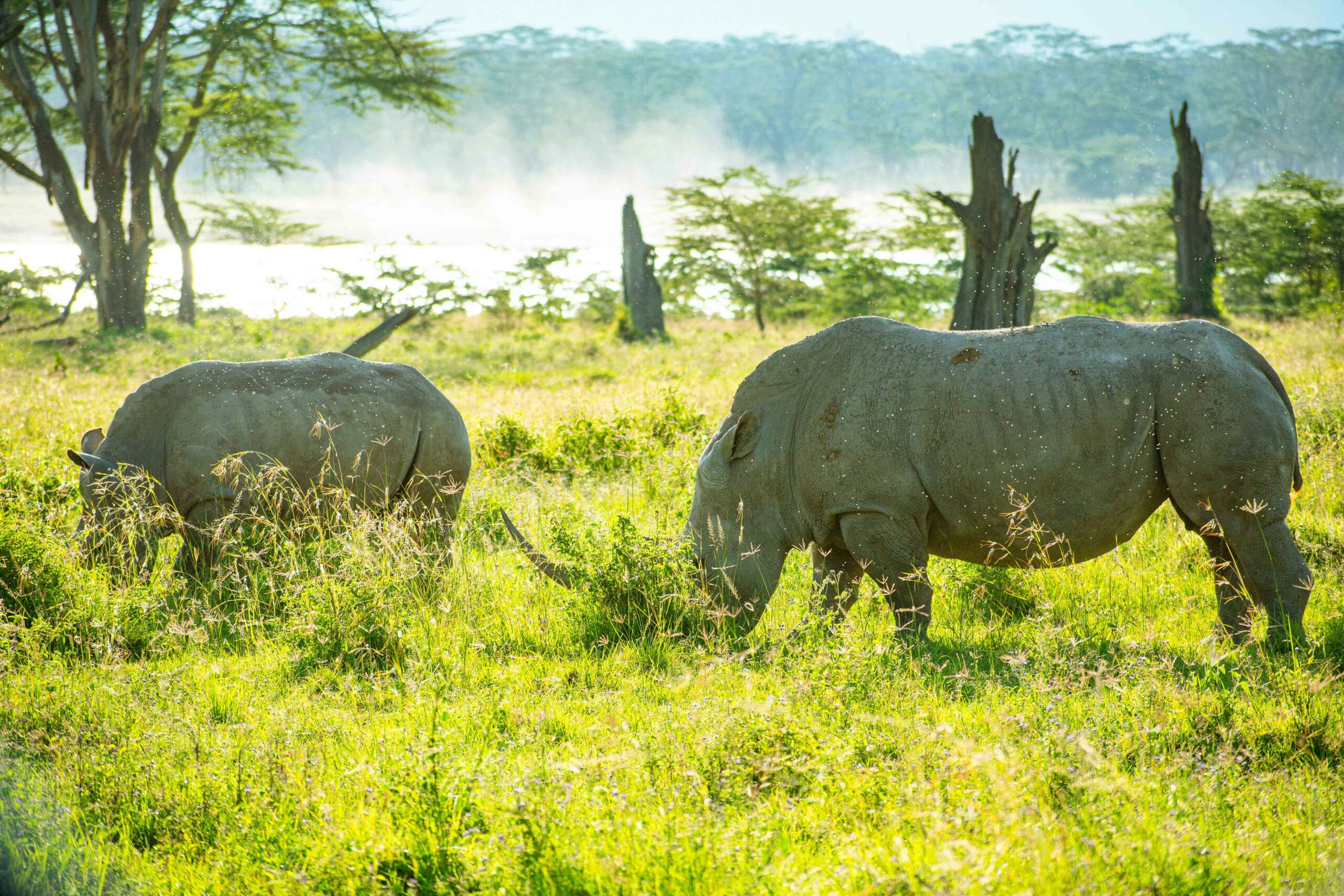 White rhinos in Lake Nakuru National Park rhino sanctuary