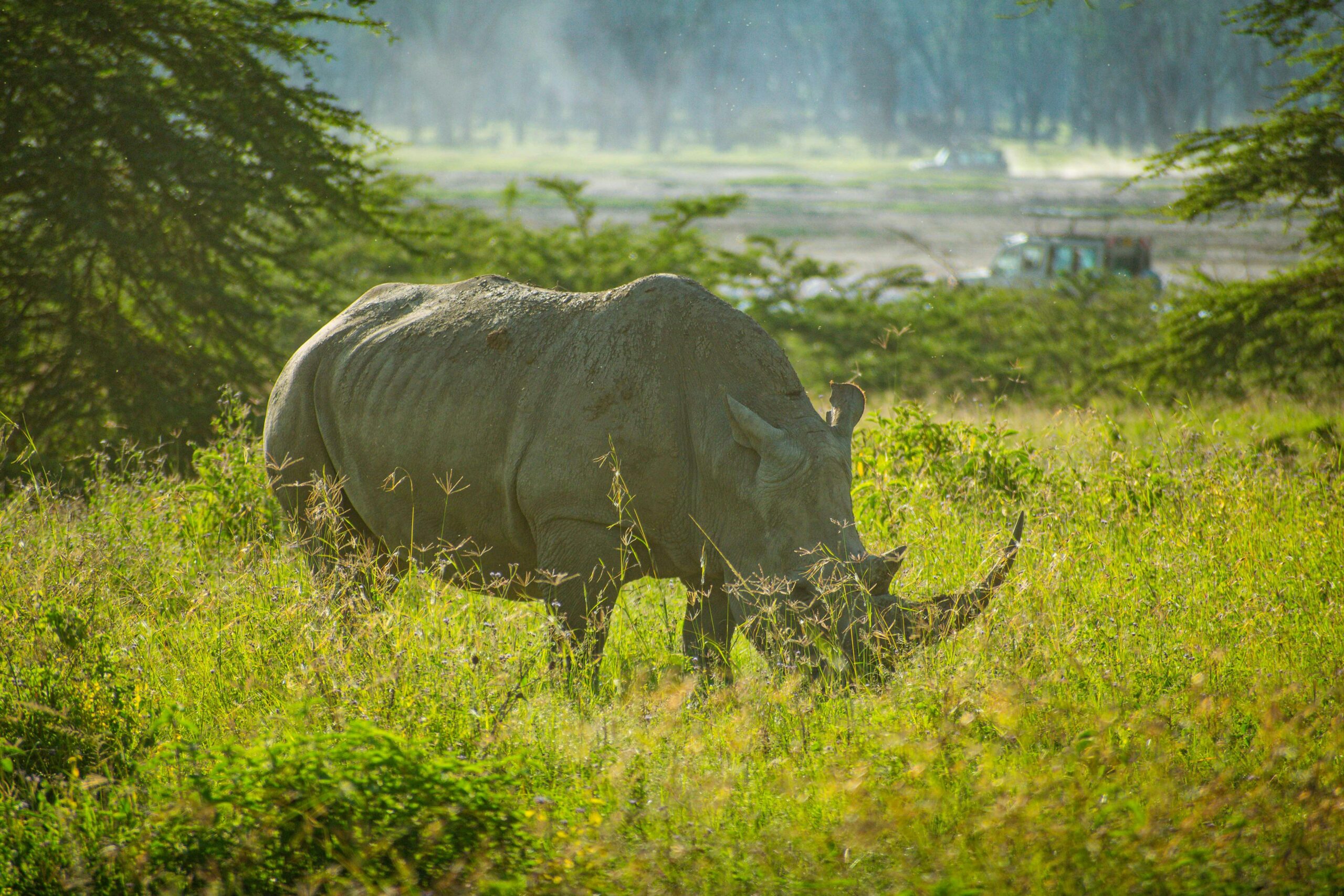 Rhino grazing in tall grass at Lake Nakuru National Park