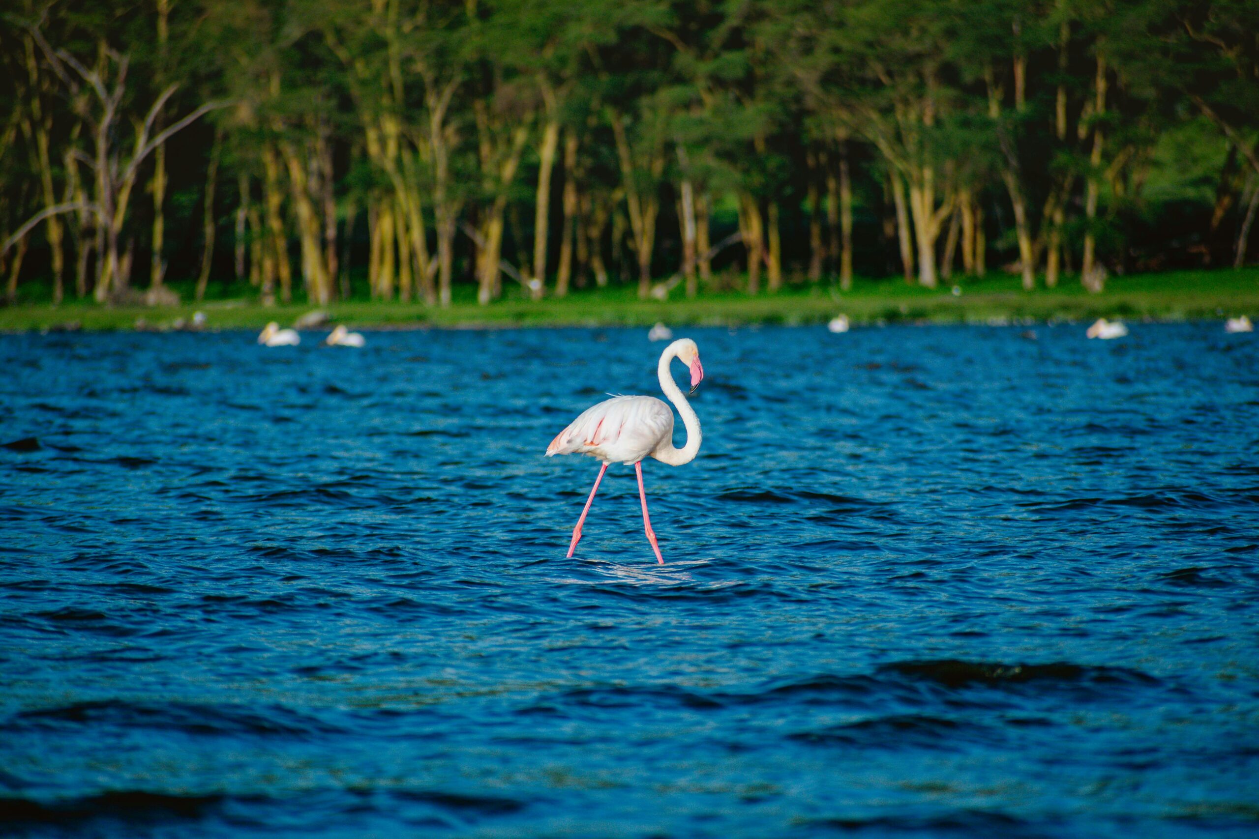 Flamingo standing in Lake Nakuru, Kenya