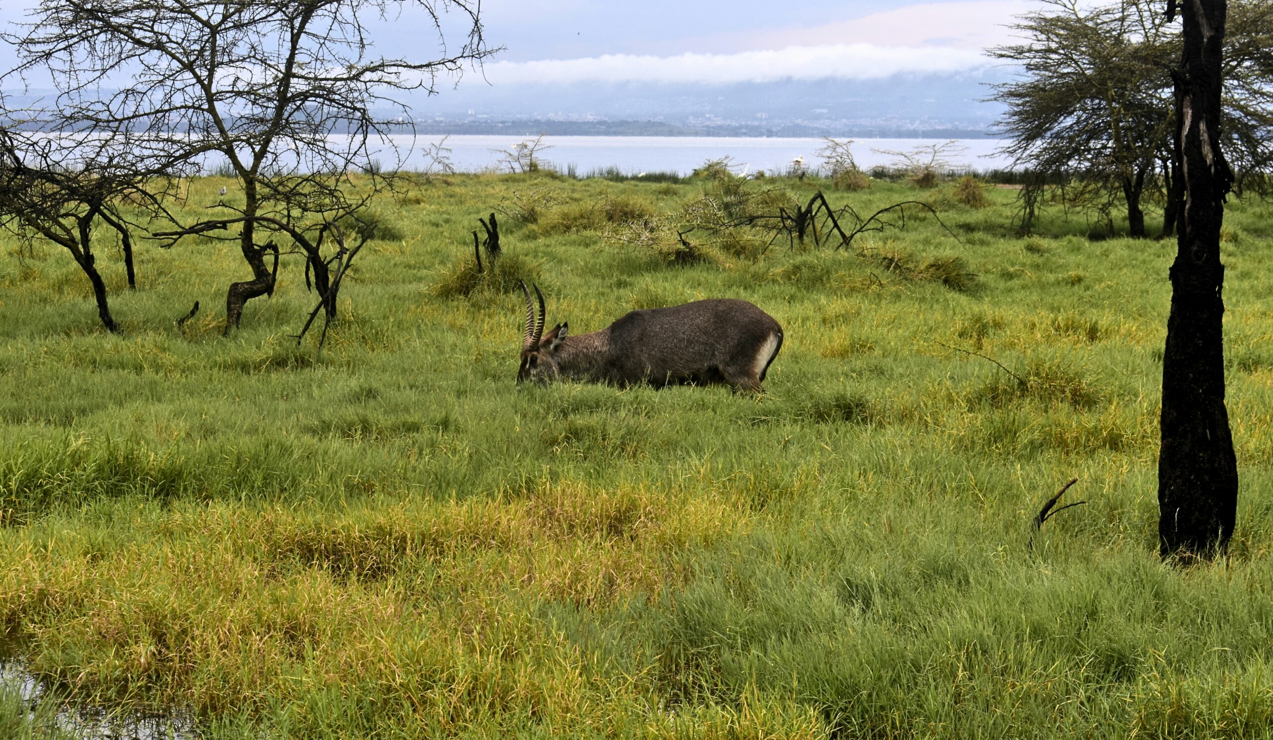 Waterbuck near the water at Lake Nakuru National Park